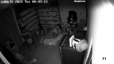 Horny fat arab housewife fingered on amateur hidden cam